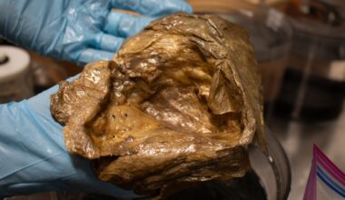 Scientists solve 'golden egg' mystery three years after sparking alien fears