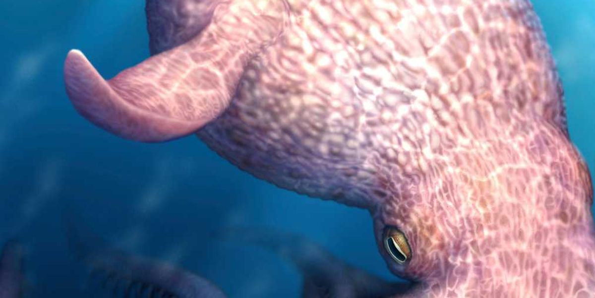 Fearsome giant octopus was a top predator during the age of dinosaurs