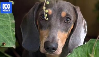 How Henry the dachshund puppy survived three months lost in Perth's southern suburbs