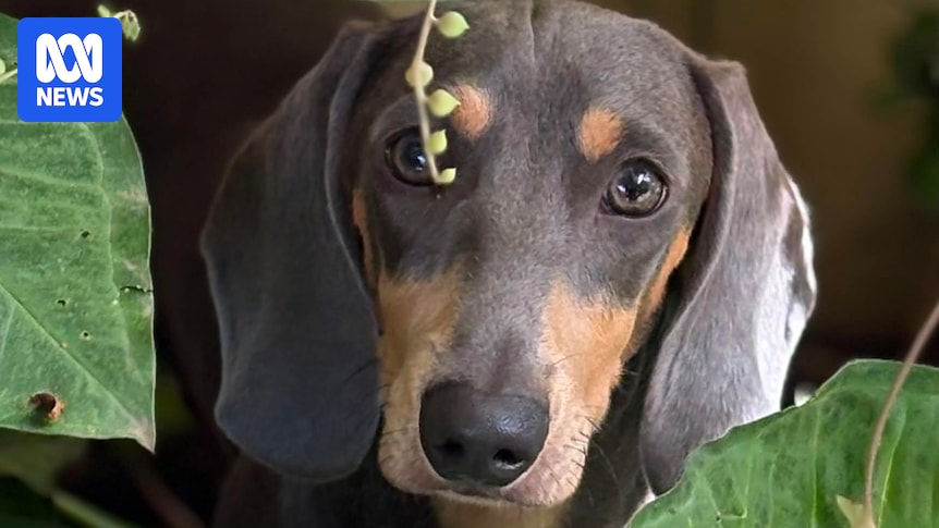 How Henry the dachshund puppy survived three months lost in Perth's southern suburbs