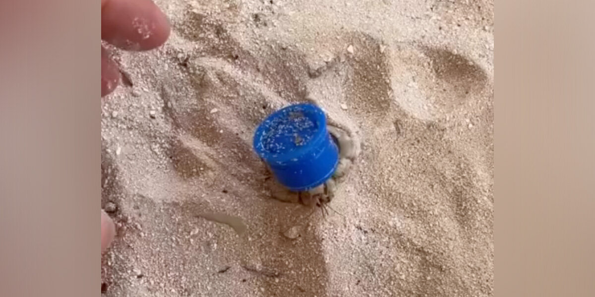 Kitesurfer Spots A Bottle Cap Crawling Through The Sand — Then Realizes Who's Inside