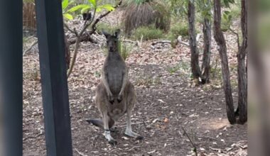 Rescuers See Kangaroo Struggling With His Foot And Realize Something Is Wrong