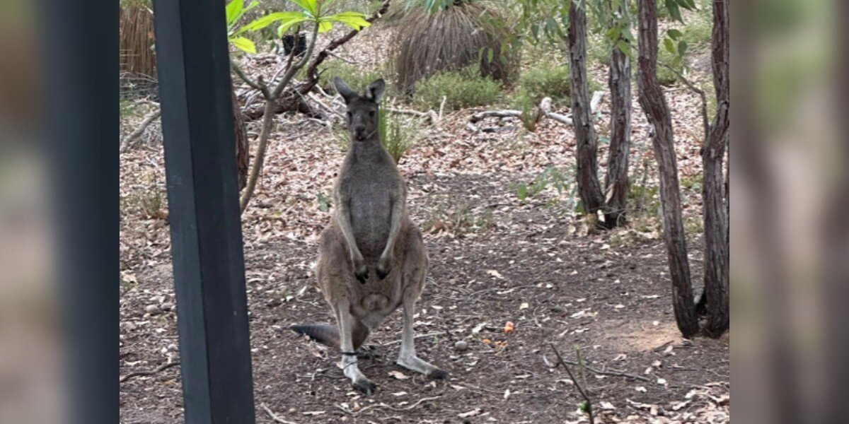 Rescuers See Kangaroo Struggling With His Foot And Realize Something Is Wrong