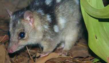 Gene editing could create cane toad-resistant 'super quolls' in a year