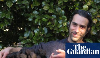 Australia is the world’s fourth-largest black truffle producer. Now scientists may have unearthed why | Farming