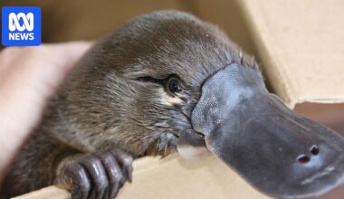 Platypuses need threatened species recognition in NSW, researcher says