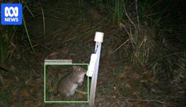 The 'groundbreaking' AI tool helping Victorian rangers protect native species in a fraction of the time