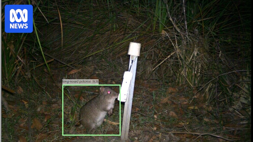 The 'groundbreaking' AI tool helping Victorian rangers protect native species in a fraction of the time