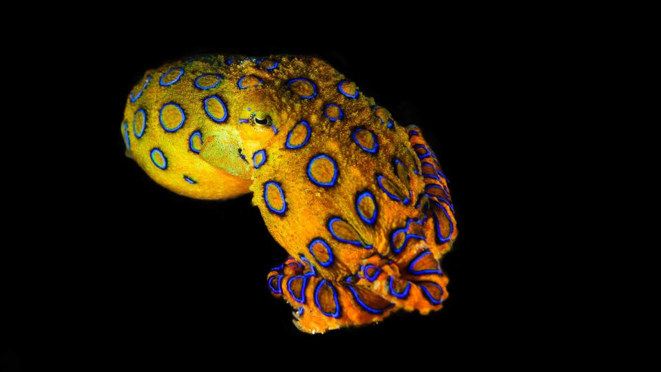 Blue ringed octopus
