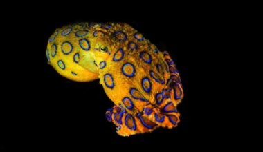 It’s The Size Of A Golf Ball