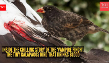 Inside the chilling story of the ‘Vampire Finch’: The tiny Galápagos bird that drinks blood |