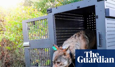 Lake Superior’s wolves thriving as packs prey on moose, researchers say | US news