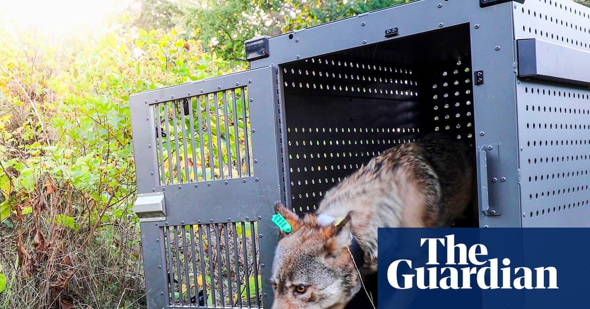 Lake Superior’s wolves thriving as packs prey on moose, researchers say | US news