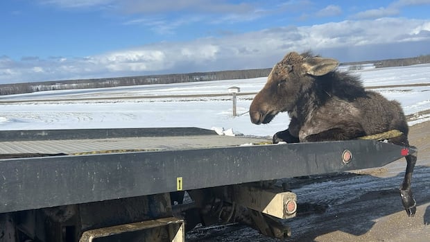 'I can't leave him': Sask. tow truck driver rescues moose trapped in ice