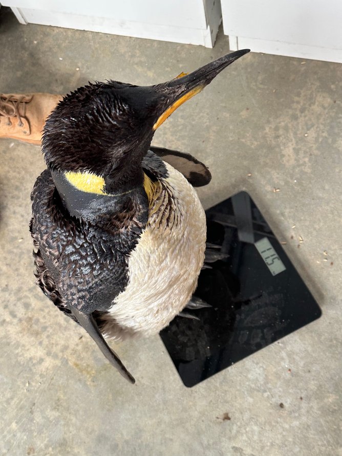 Hope, the king penguin.