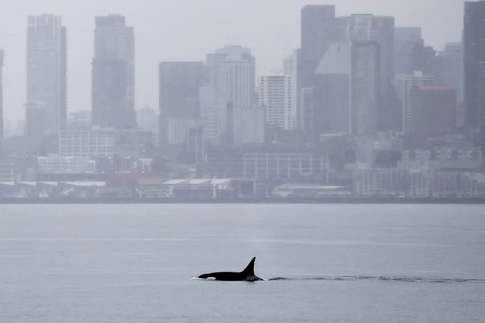 A killer whale swims in Elliott Bay in front of the downtown Seattle skyline on Wednesday, April 1, 2026Credit: AP Photo/Manuel Valdes