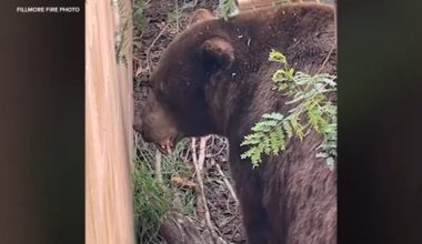 Bear spotted wandering through residential Fillmore in Ventura County; tranquilized by wildlife officials