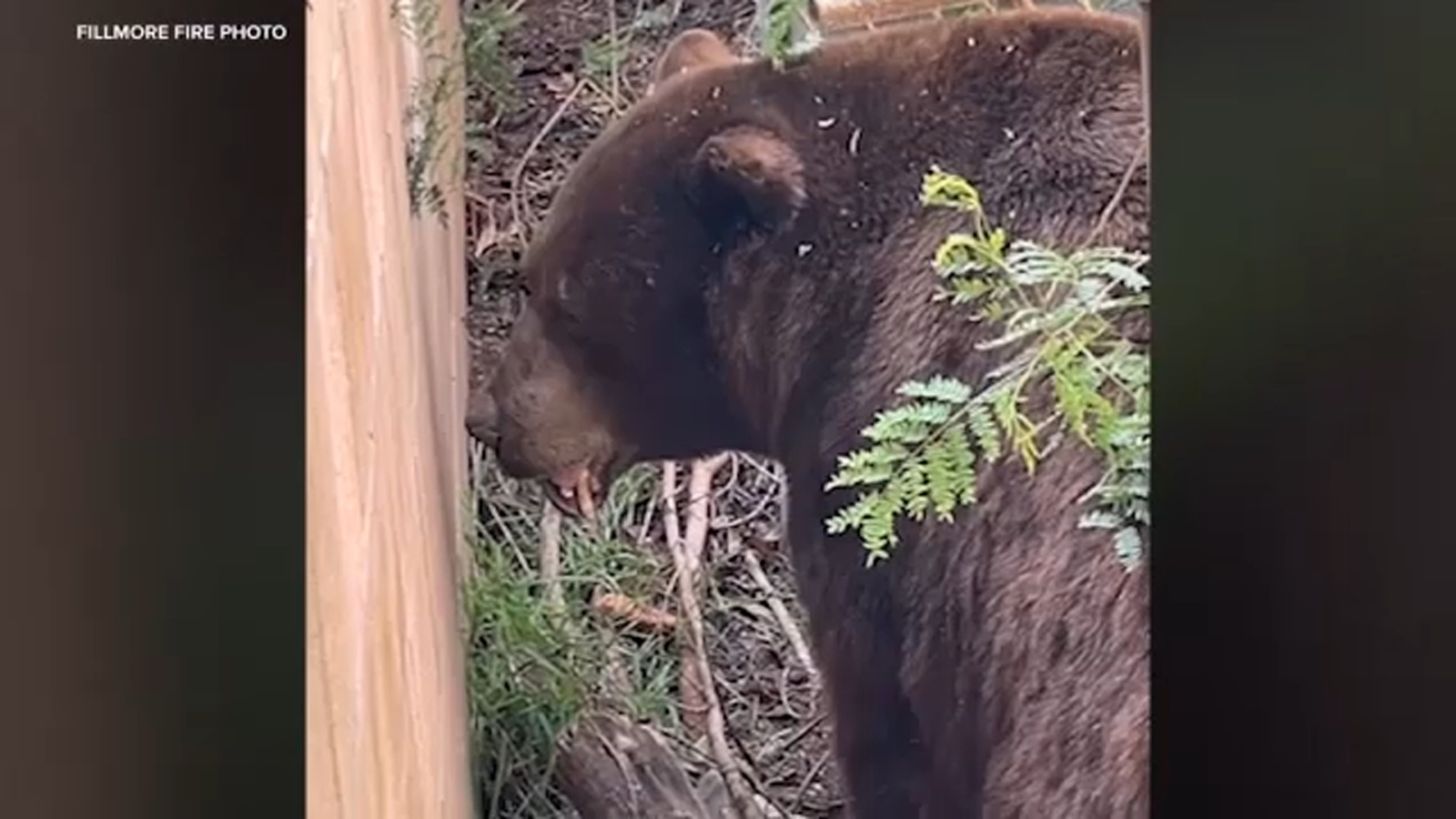 Bear spotted wandering through residential Fillmore in Ventura County; tranquilized by wildlife officials
