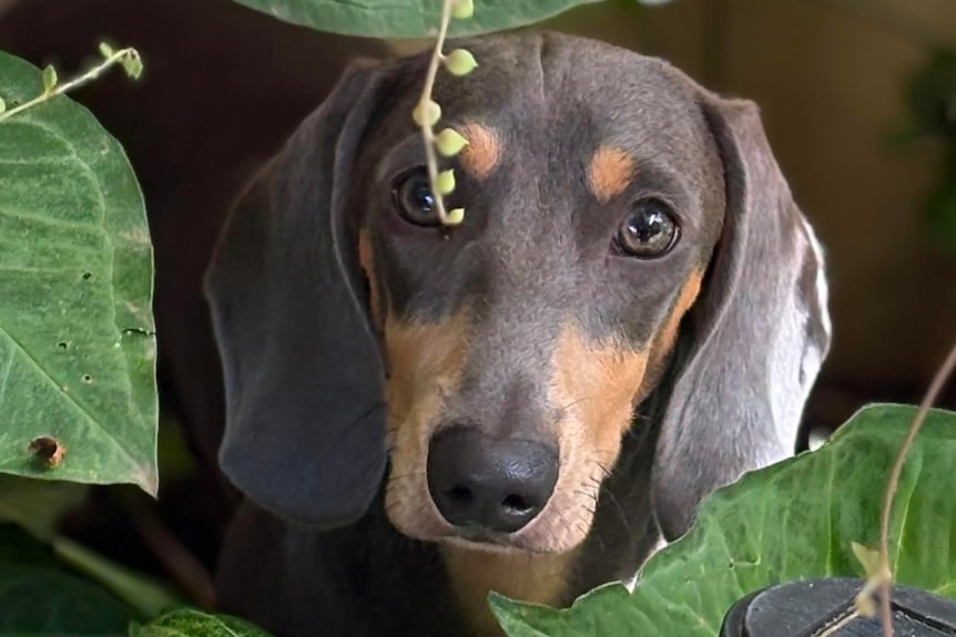 A dog looks up at a camera playing in plants
