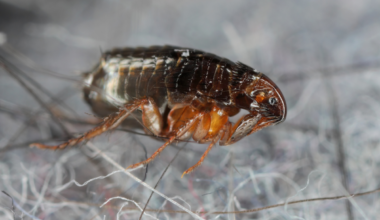 Flea-borne Typhus infections have hit record levels in LA. Here’s how to protect yourself