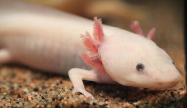 Axolotl underwater, showing the salamander species used in limb regeneration research.