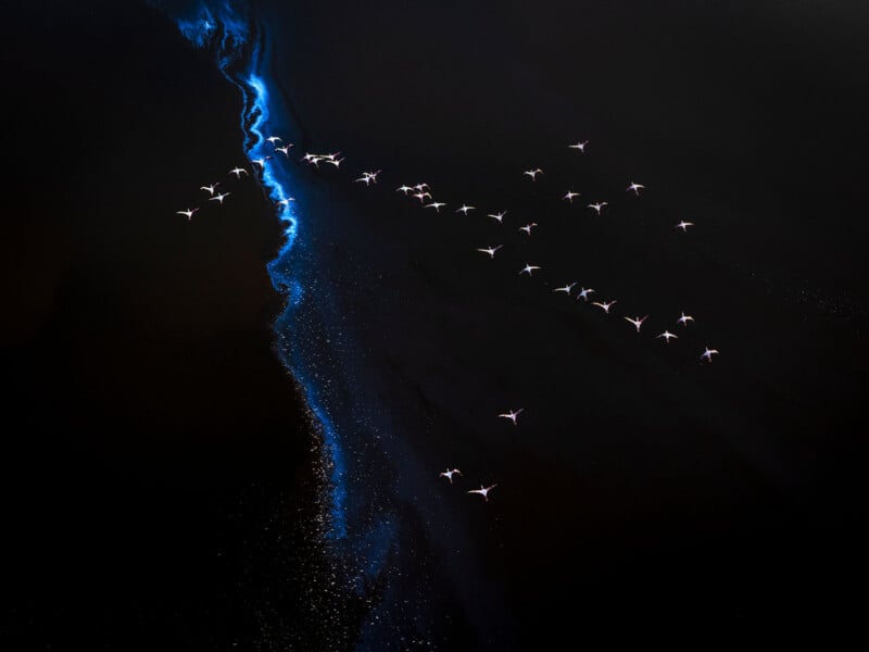 Aerial view of a flock of birds flying over dark water with a bright blue, glowing line separating two sections, creating a striking and abstract contrast.