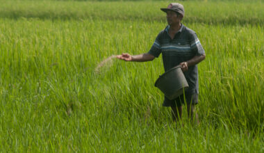 Dry nutrients: A farmer applies dry fertilizer on March 1, 2024, to a paddy field in Sawit, Boyolali, Central Java.
