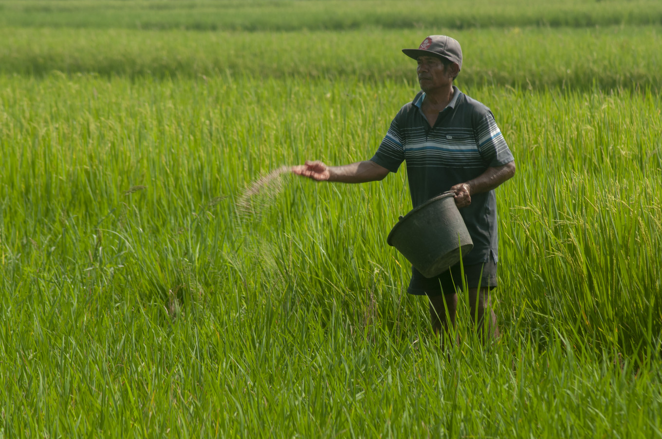 Dry nutrients: A farmer applies dry fertilizer on March 1, 2024, to a paddy field in Sawit, Boyolali, Central Java.