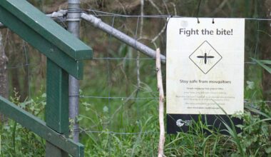 Mosquito virus alert - Northern Beaches Advocate