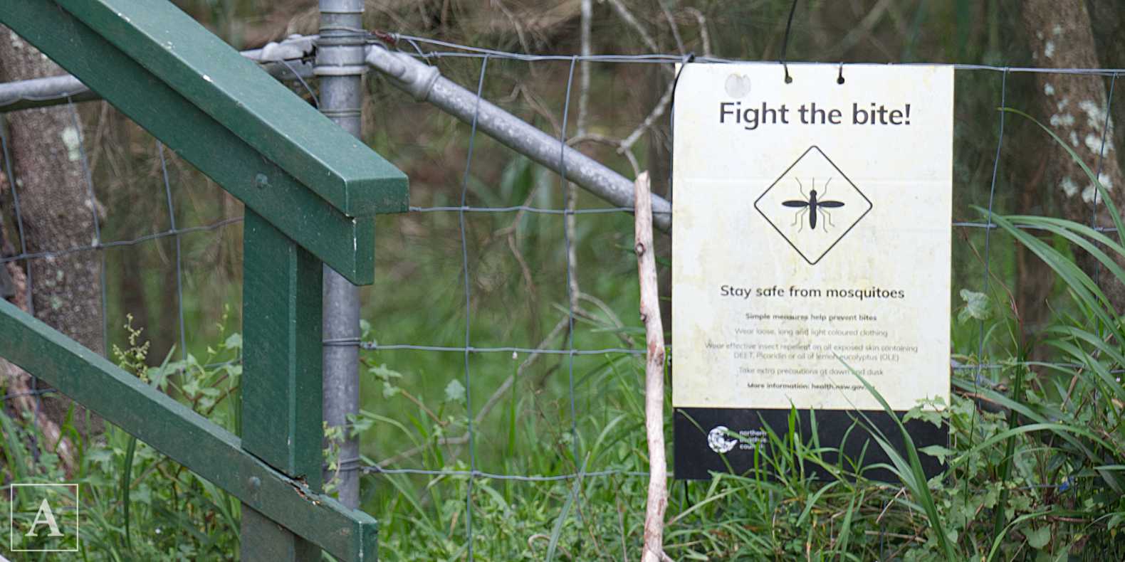 Mosquito virus alert - Northern Beaches Advocate