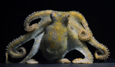 These Arms Are Made For Loving