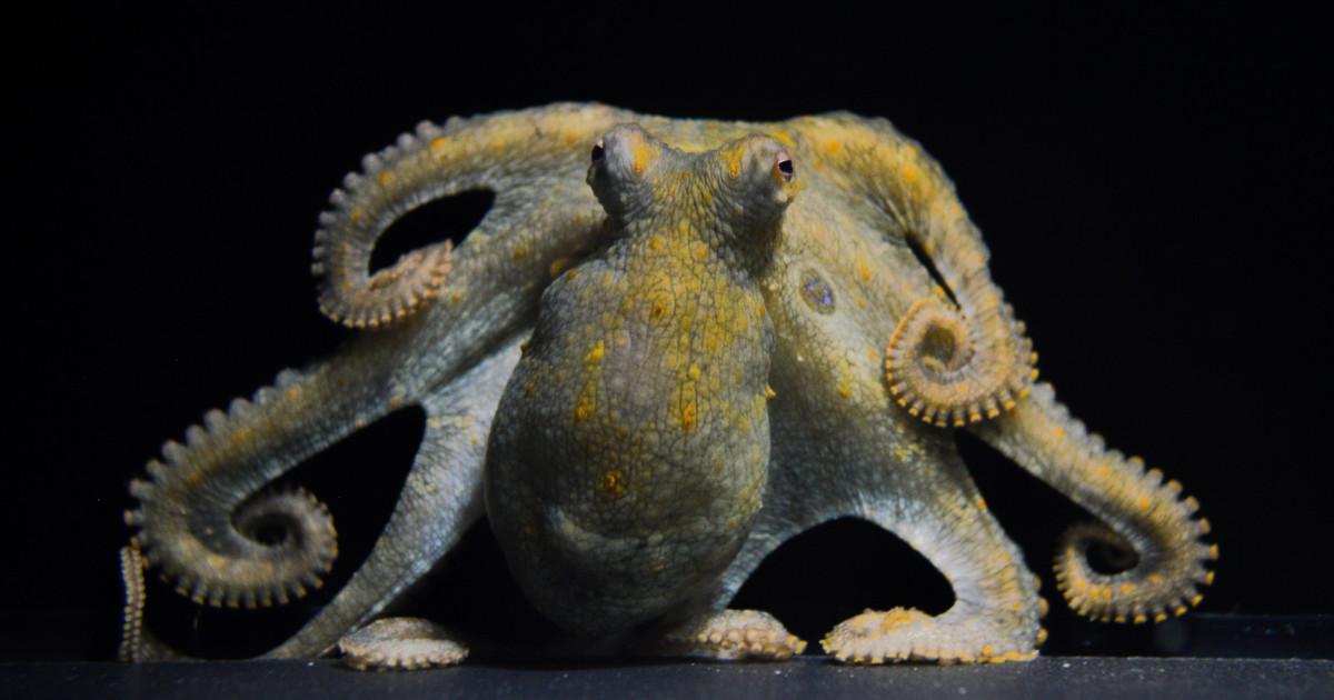 These Arms Are Made For Loving