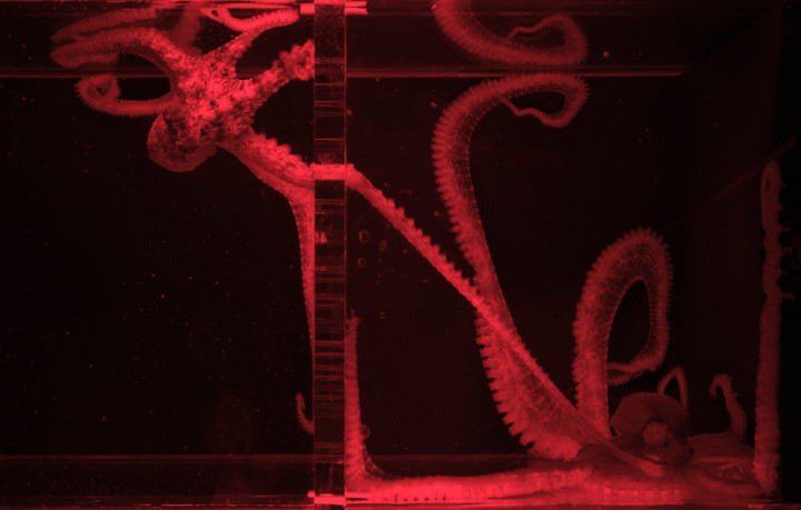 A male octopus on the left side of a tank extends his specialized arm through a barrier to mate with a female octopus on the right side of the tank, illuminated by red light.