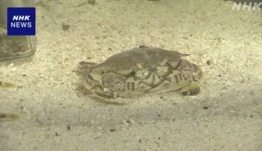 Researchers: Crabs began walking sideways approx. 200 million years ago