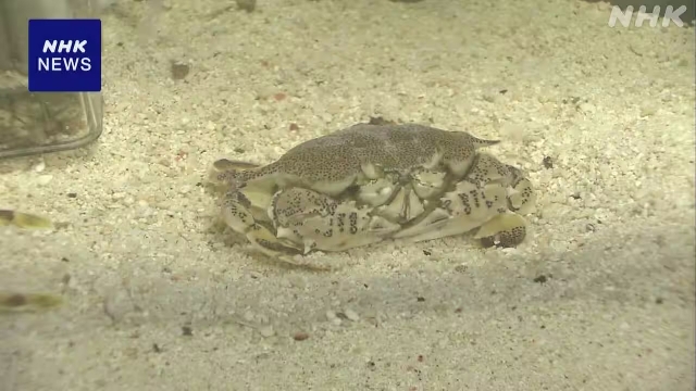 Researchers: Crabs began walking sideways approx. 200 million years ago