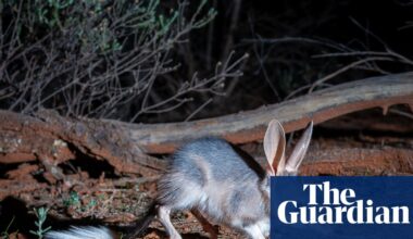 Bilby boom: breeding trial to reintroduce species to Mallee Cliffs national park shows signs of success | Australia news