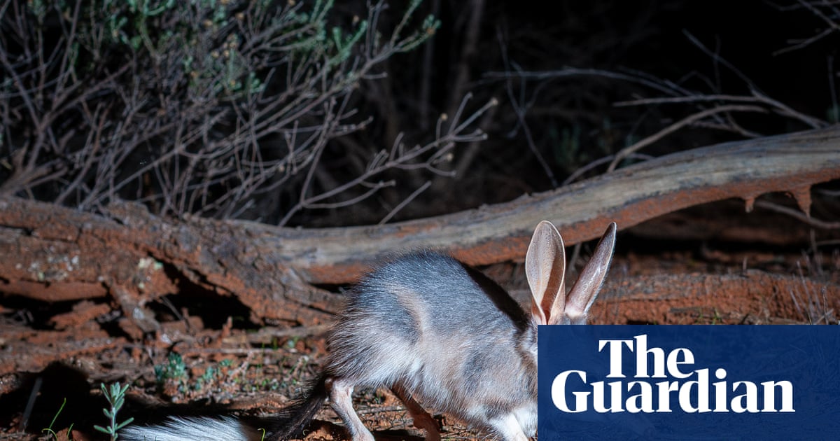 Bilby boom: breeding trial to reintroduce species to Mallee Cliffs national park shows signs of success | Australia news