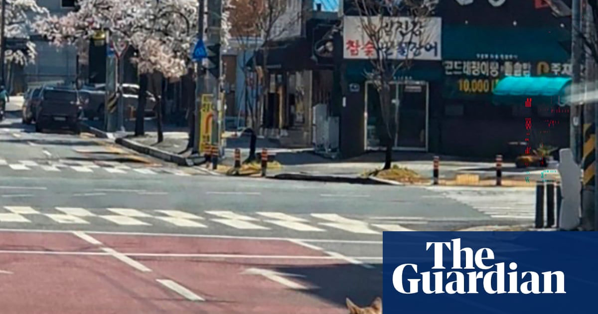 Hundreds search for wolf that escaped from zoo in South Korea | South Korea