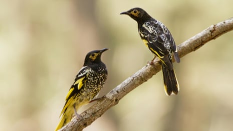 How Australia's regent honeyeaters are learning the wrong songs – video