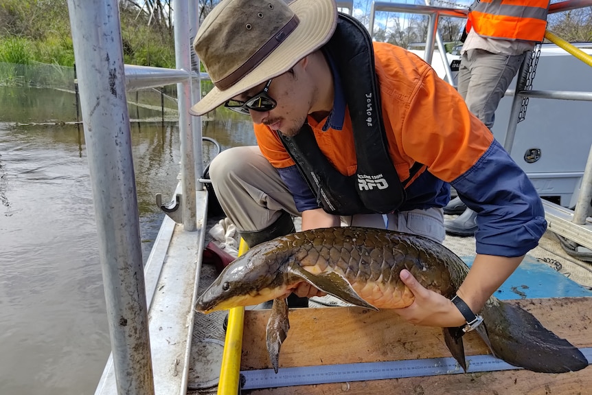 A man wearing a hat and orange and blue shirt holds up a lungfish about to release it from a low boat.