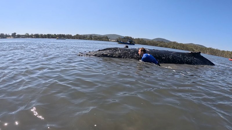 Sub-adult towed off sandbar remains in lake