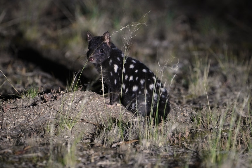 A small black eastern quoll with white dots in a field of grass