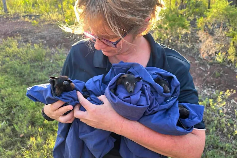 Wildcare Incorporated bat carer Laura Sewell cradles some of the bats that were found alive