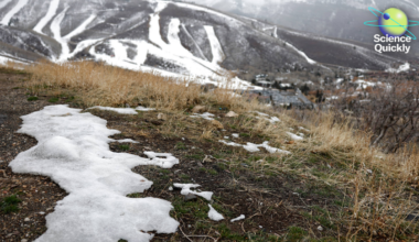 NASA’s Artemis II, endangered species and oil, low western U.S. snowpack