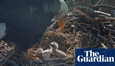 Hatchings of two California bald eagle chicks delight vast livestream audience | California
