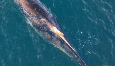 Rescue plans underway after whale gets stuck on lake sandbar - Daily Telegraph Sydney