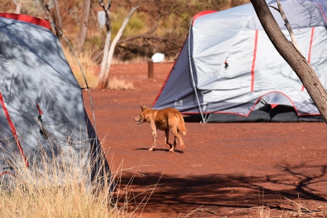 A dingo wanders between two large silver tents. 