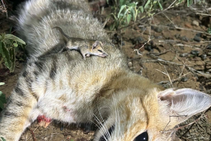 A dead feral cat and Julia Creek dunnart lie next to eachother. 