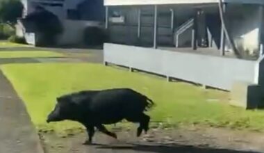 Pig on the run dashes straight to Whitianga beach and vanishes while swimming