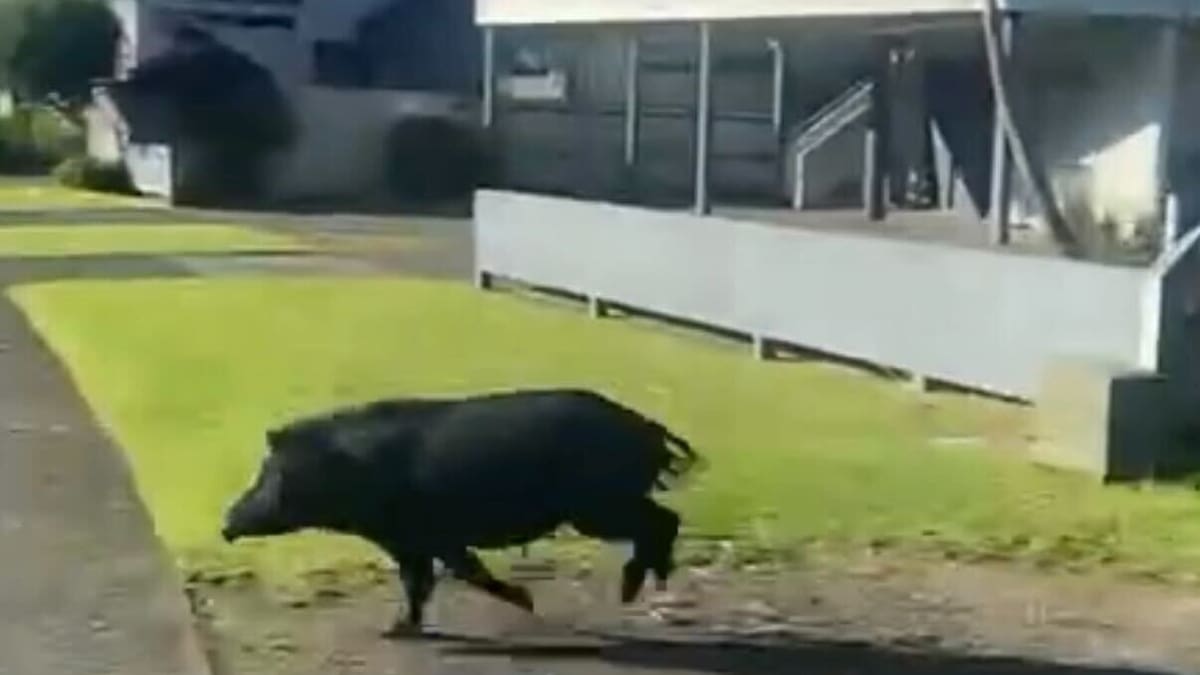 Pig on the run dashes straight to Whitianga beach and vanishes while swimming